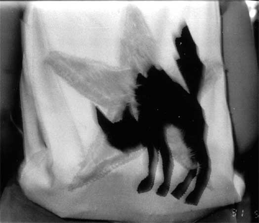 a wild cat on pink and silver T-shirt