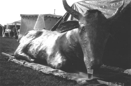 at the camp: the golden cow is thirsty