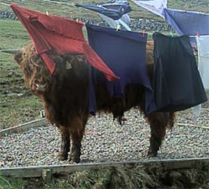 Amazing what comes out in the wash!