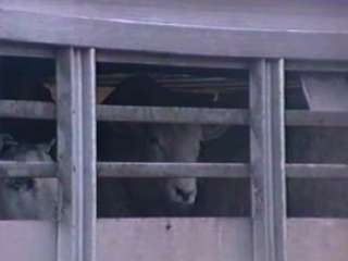 Stop Live Exports