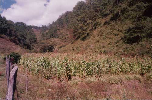 women's collective maize field