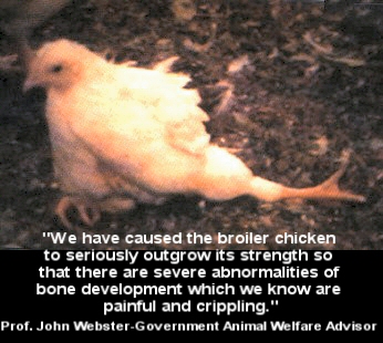 Mmmmm . . . chicken pies