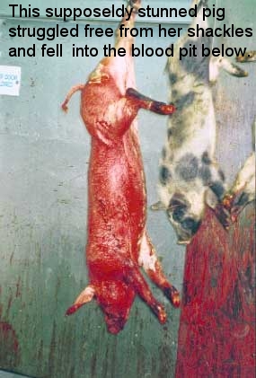 Mmmmm . . . pork pies