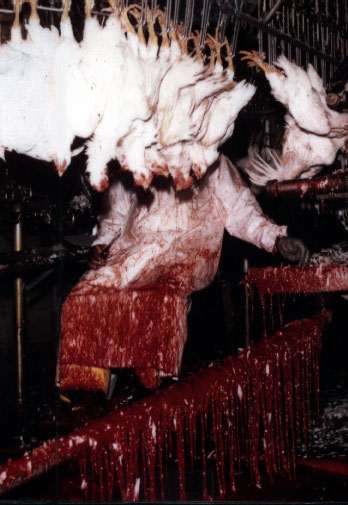 They look so goood . . .