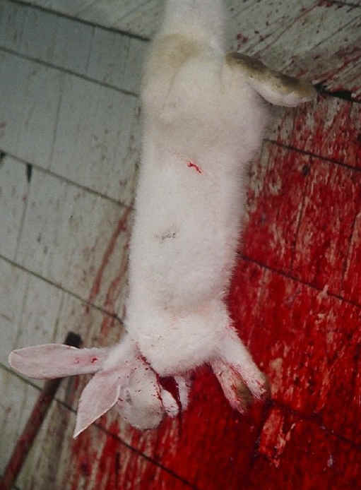 Rabbit pies, they're delicious