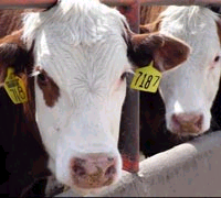 Animal Rights This Year With Democrats