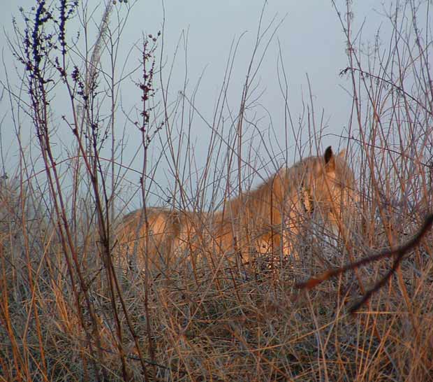 Horses grazing near the camp.