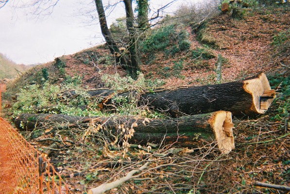 Illegally cut bat roosts