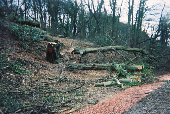 Cutting more bat trees