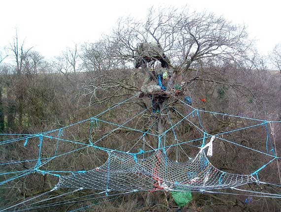 A network of nets and walkways from the ancient beech tree