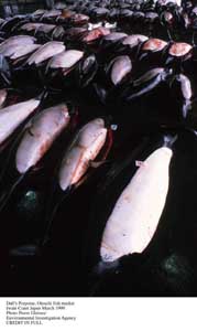 Dall's Porpoise Kill in Japan
