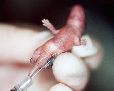 Transgenic mice are a favourite victim at Sequani Limited