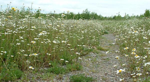 Flowers (feverfew?) in Shaw forest phase 1