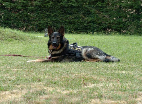 The judge pauses to consider his verdict