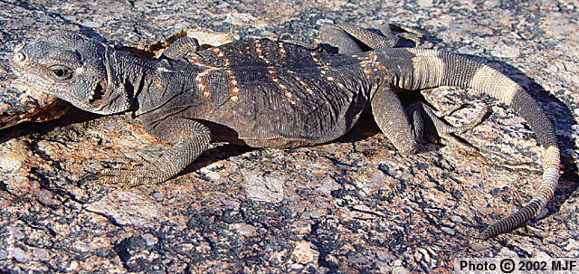 GW Bush's Real Mother