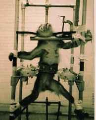 HLS kills 500 animals every day testing Dow, Shell, Monsanto, and Pfizer product