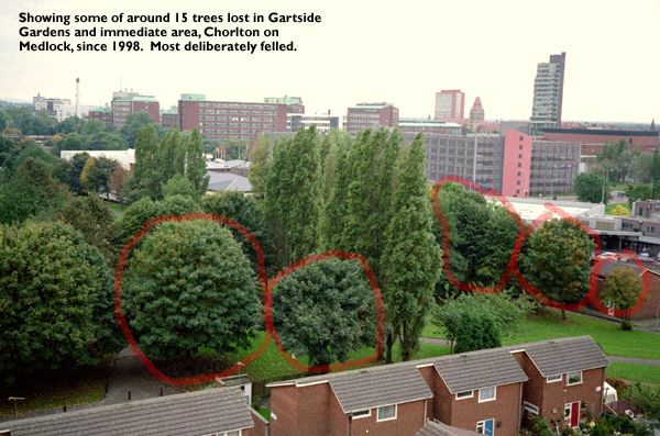 Trees felled in Gartside Gardens