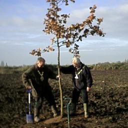 The Mayor and Dep Mayor stomp in a newly-planted tree