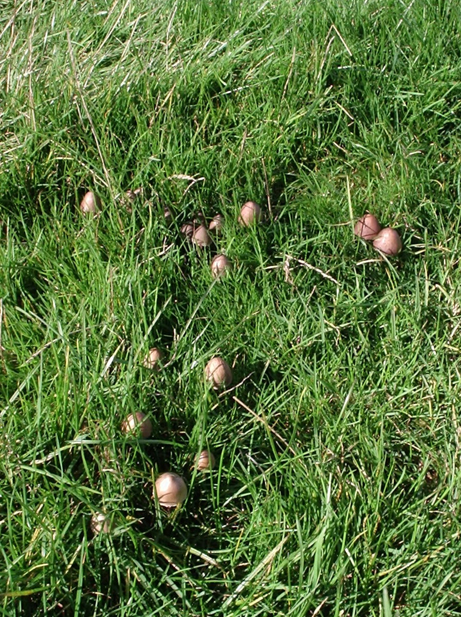 mushrooms in oxfordshire