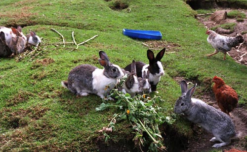 Oventic produces much of it's own food.