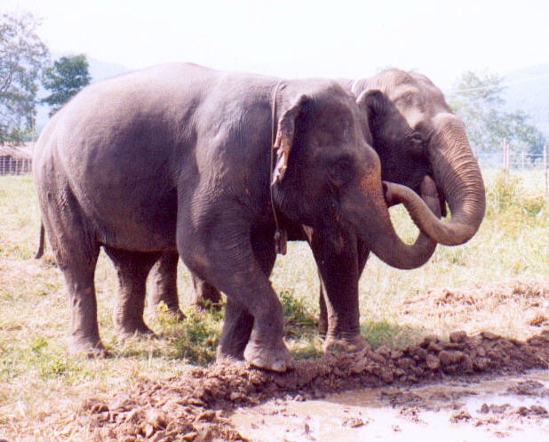 A lesson for humans? A blinded Elephant helped by another.