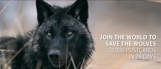 will the wolves survive