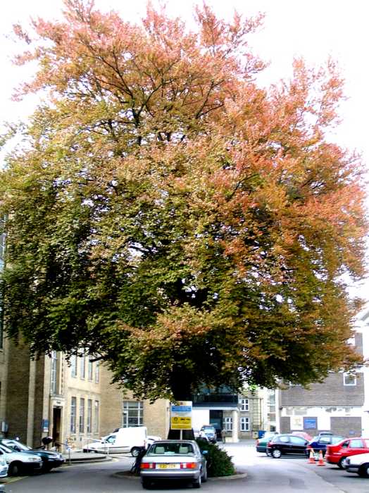 Copper beech tree under threat by Oxford University developers
