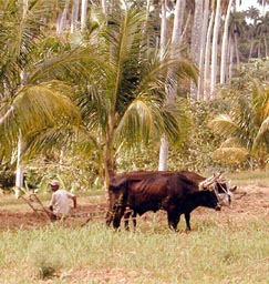 Agriculture has always been the key to most countries development