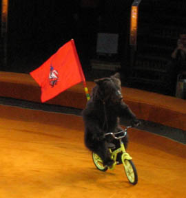 Russian circus bears hate the G8