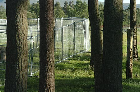 If you go down to the woods today your in for a big surprise...