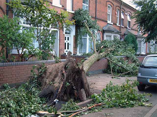 mature trees uprooted