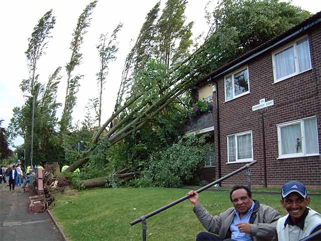 trees smashed through windows and roofs
