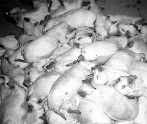 Dead Guinea pigs piled up in a Vivisection lab