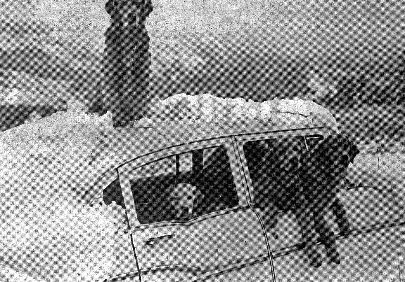 Americans Abandon Dogs too