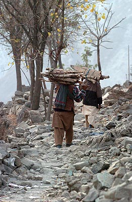The race to gather enough winter firewood.