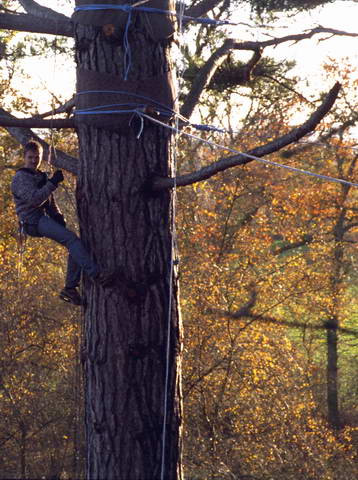 prussicking up the Corsican pine - the tallest tree on route