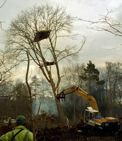 rainy view being felled (sniff)