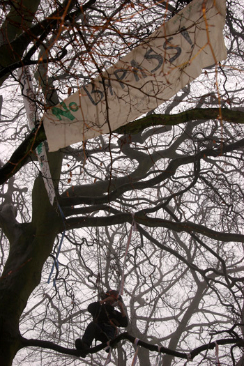 A climber scales the tree