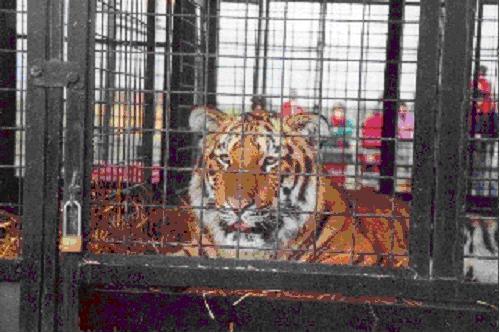 Tiger caged at the 'Great' British Circus
