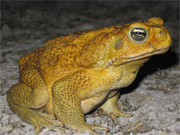 canetoad