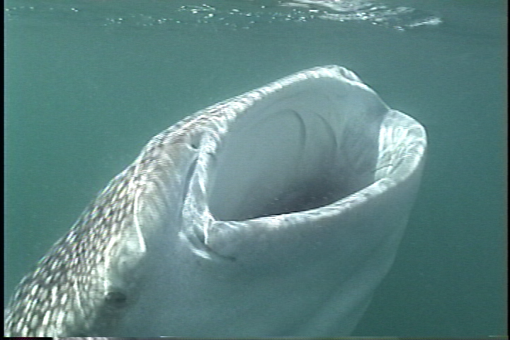 La Paz: the worlds only known birthing grounds for Whale Sharks