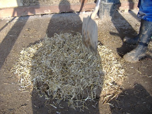 Digging in extra straw