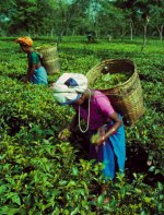 Assam tea pickers