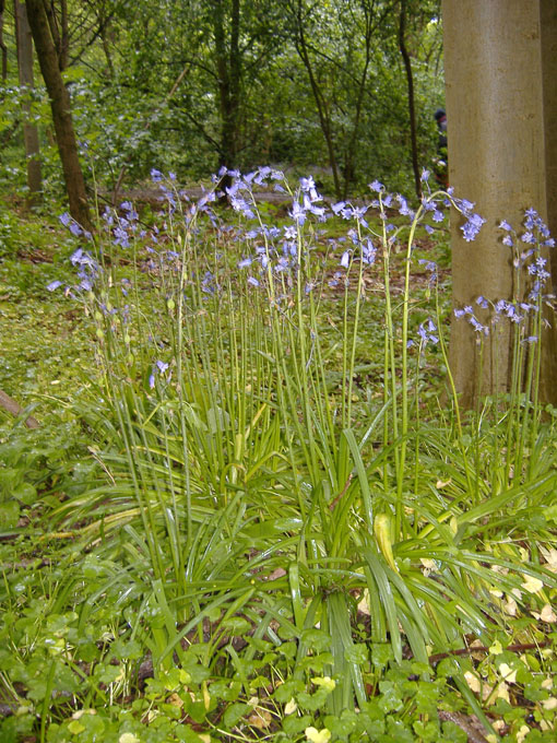 woodland flowers 3