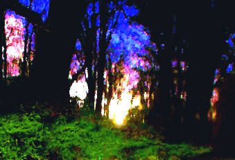 Getting Out of The Woods