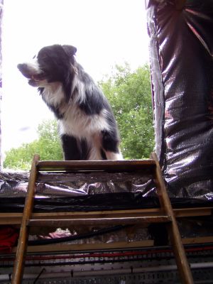 Not all the visitors were Human...