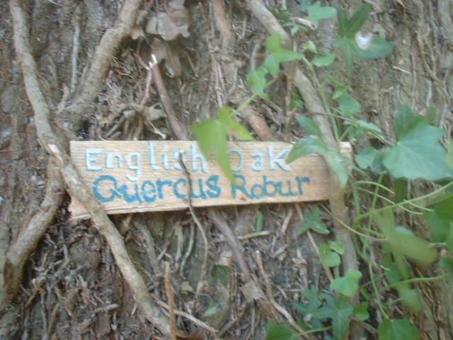 handy labelling of the trees with their fancy latin names