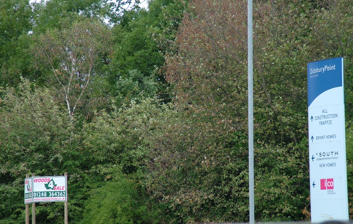 If you go into the woods today, you're sure of a big surprise!