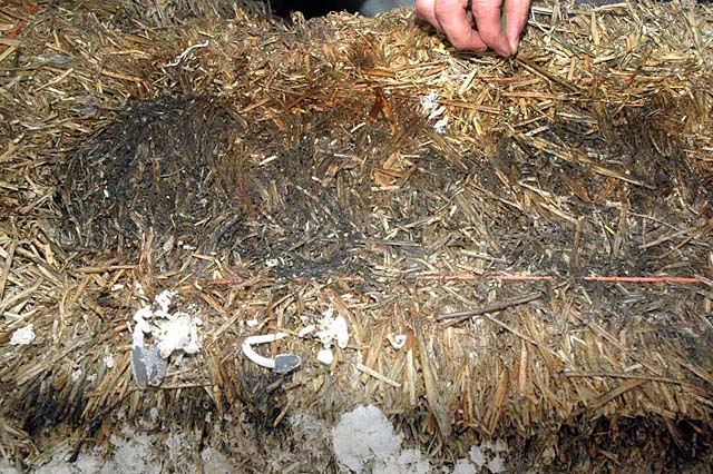 Water damage to bales, with shaggy inkcaps just starting to grow .... oh no!