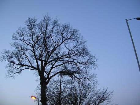 Bliar arrives by helicopter